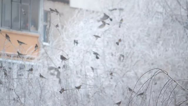 Дрозды-рябинники. Fieldfare смотреть онлайн