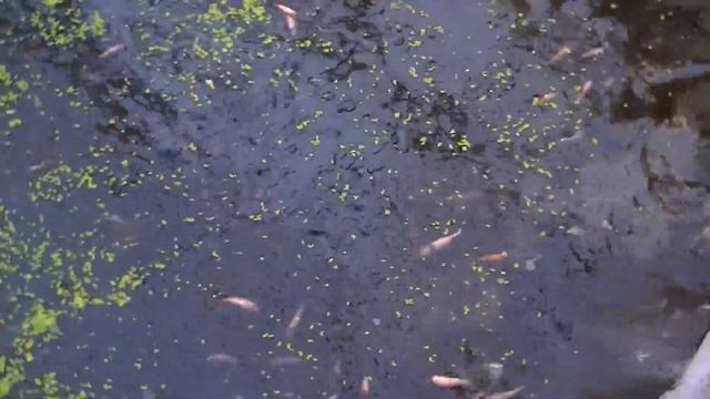 00226 - Селекция мальков карпов кои