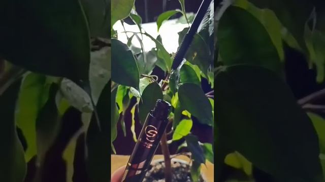 Супертуш для ресниц Giordani Gold – это тушь, которая может все! ? #ресницы #тушь #объём смотреть онлайн