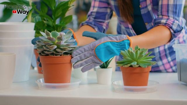 Эта Подкормка Домашних Растений И Цветов Улучшает Внешний Вид Окраску И Здоровье! Отличное Удобрени смотреть онлайн