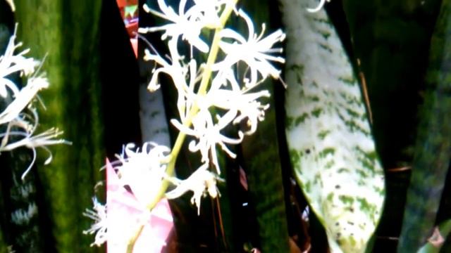 planta de sansevieria lengua de suegra смотреть онлайн