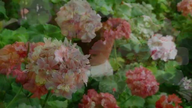 6월제라늄꽃밭:pelargonium, Flowers Garden