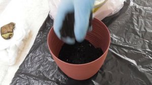 Как вырастить Манго из косточки в домашних условиях. Часть 1