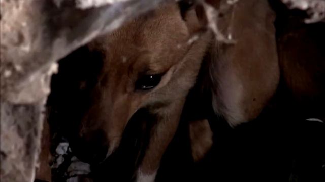 На протяжении 7 лет несчастная собака выживала в сливной яме смотреть онлайн