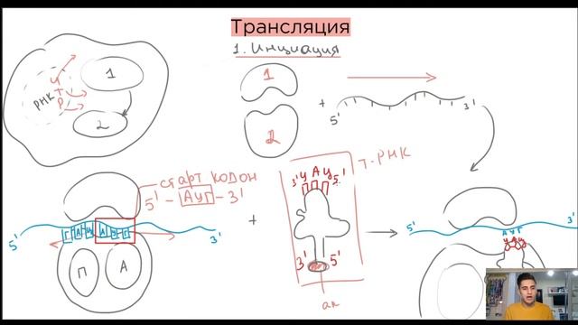 Генетический код. Синтез белка. Транскрипция и трансляция | Биология ЕГЭ смотреть онлайн