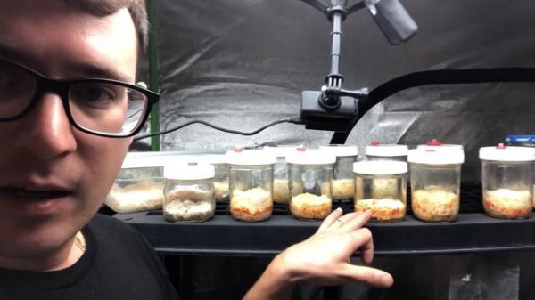 CORDYCEPS PROJECT: Week 13 updates