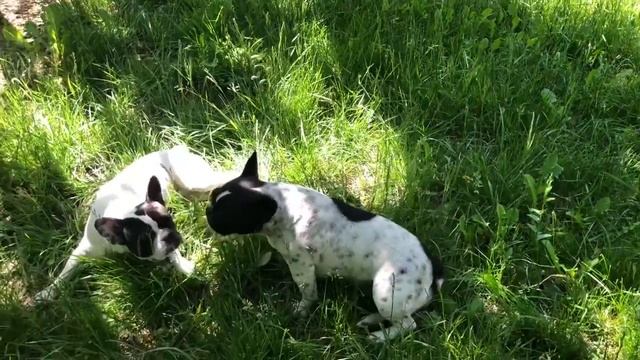 Французский бульдог Мира отказалась от еды