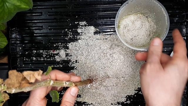 Что будет, если НЕ удобрять пеларгонию. Укоренение в агроперлите. Дефицит цинка смотреть онлайн