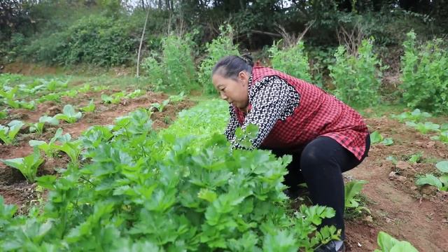 栀子黄了，幺妈摘一大篮子回来晒干泡水喝，你喝过吗？【幺妈和幺叔】