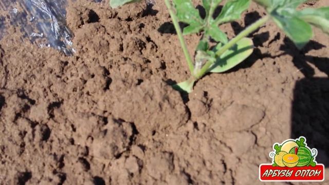 Привитый арбуз на тыкву 31 05 2015 смотреть онлайн