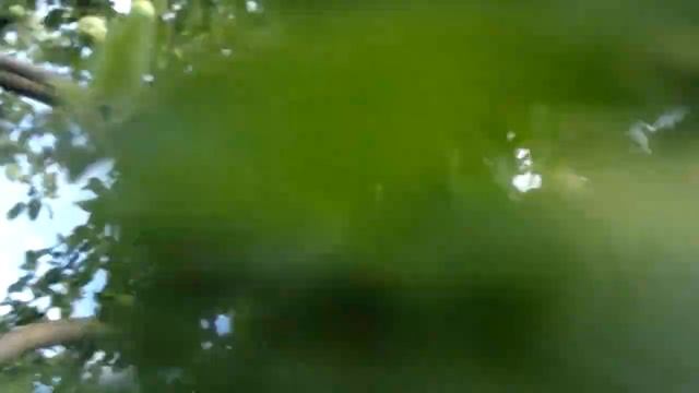 Рясно вродила яблуня сорт Боровинка смотреть онлайн