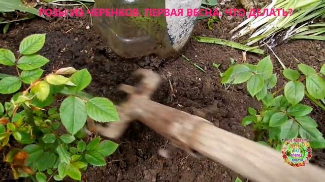 Розы из черенков. Когда снимать бутылки с черенков роз весной смотреть онлайн