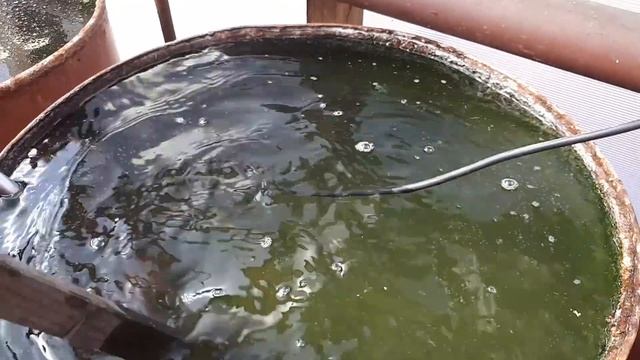 Кальциевая селитра по томатам. Защита от вершинной гнили. смотреть онлайн