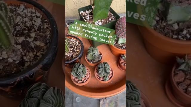 Crassula Buddha's Temple EP 130/1000 смотреть онлайн