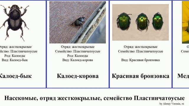Насекомое, отряд жесткокрылые, семейство Пластинчатоусые бронзовка хрущ insect Бронзовки майский смотреть онлайн