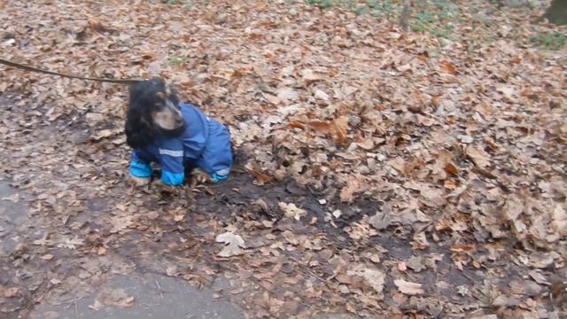осенний комбинезон для американского кокер спаниеля смотреть онлайн