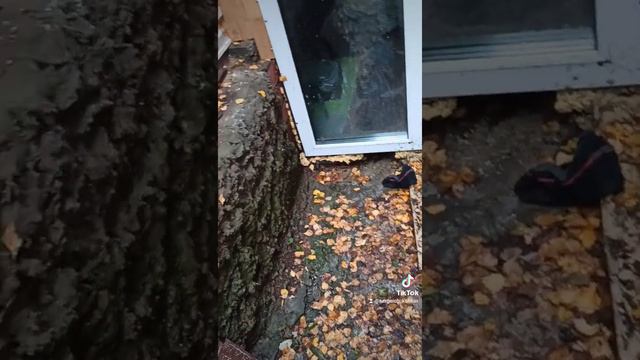 Посадка тюльпанов смотреть онлайн