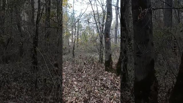 Девочка кано Корсо осталась с детьми но потеряла хозяина смотреть онлайн