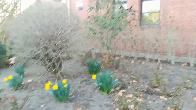 Прогулка с курицей🐔 смотреть онлайн