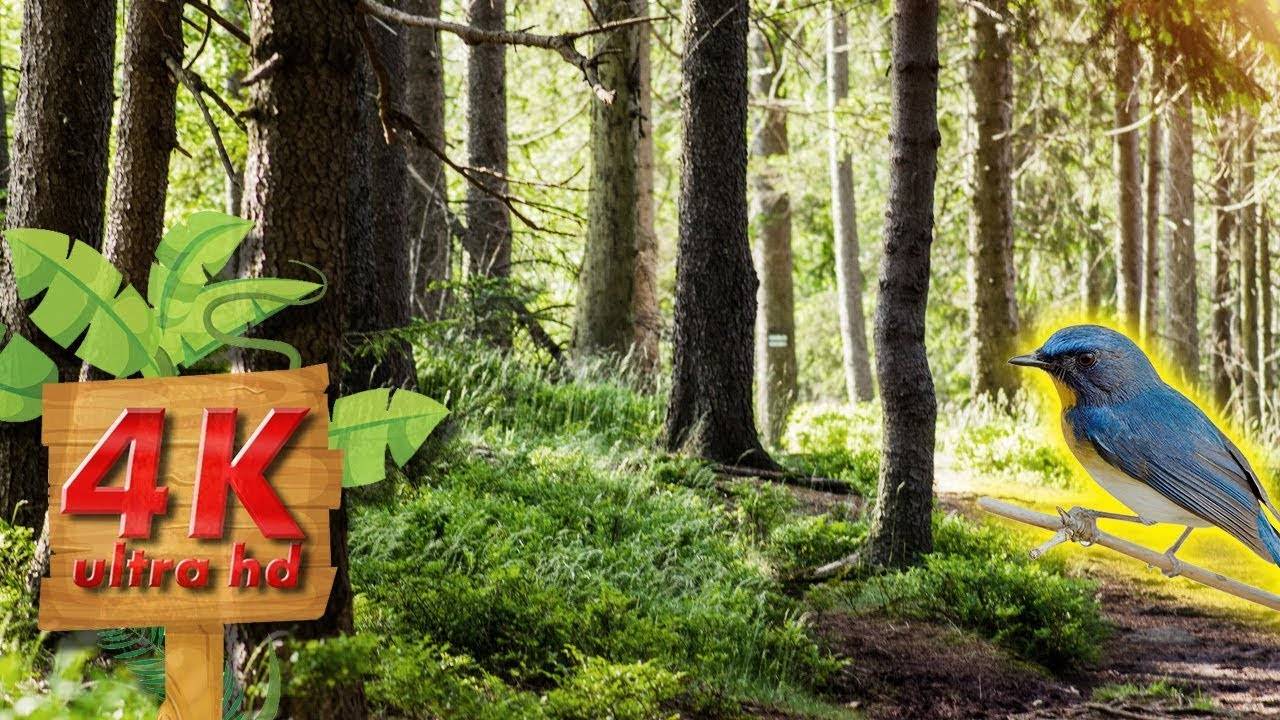 Звуки природы, звуки леса, пение птиц для релаксации, сна и медитации, Nature sounds, forest sounds смотреть онлайн