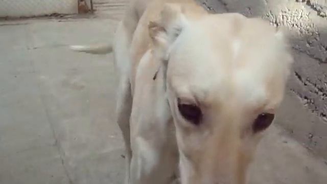 Альма хортая борзая смотреть онлайн