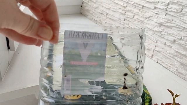 Роза из коробки проросла. Как её спасти и что с корнями? смотреть онлайн