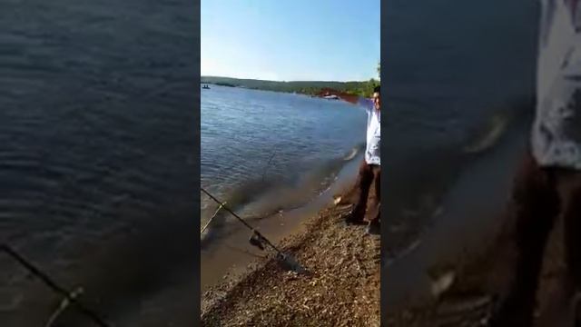 Летняя охота на сазана река Кама смотреть онлайн
