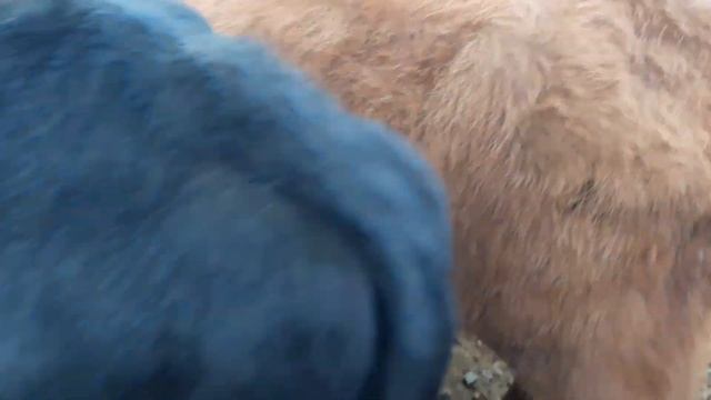 BUXORO G'IJDUVON MOL BOZOR .БУХОРО ГИЖДУВОН МОЛ БОЗОР.11 ноября 2020 г.