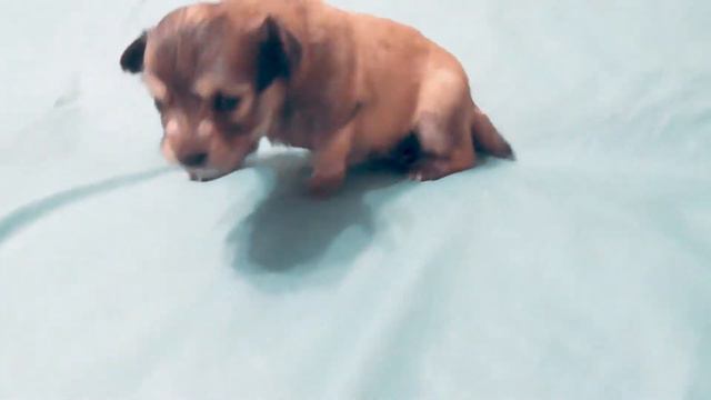 Щенки тоя 2,5 недели. Первые шаги... смотреть онлайн