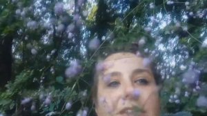 Василистник Делавея - волшебное растение