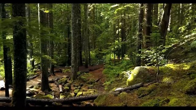 Утро в лесу. (релакс). смотреть онлайн