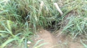 охота на барсука , капканами кп 250 , возле норы и на тропе ,открыл сезон 2021г (1)