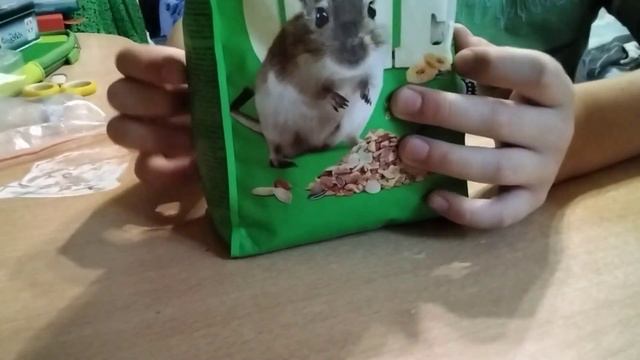 Чем отличается корм для хомяков от корма для песчанок смотреть онлайн