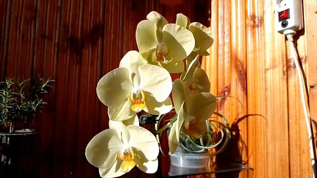 Фаленопсис ЯРА БРАЙТ