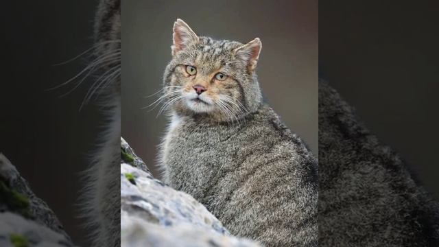??Лесной Кот Манул Азу из японского парка «Царство животных Кобэ» (Kobe Animal Kingdom) смотреть онлайн