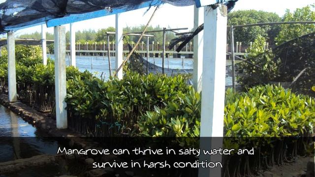 Asian Work Camp "Mangrove for Java" смотреть онлайн