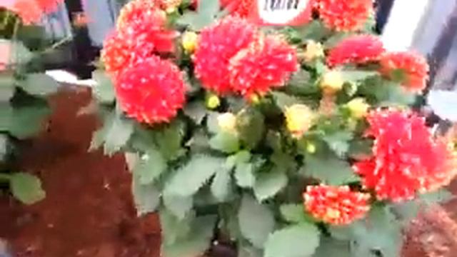 2014 Spring Trials: DUMMEN New ORO Varieties II смотреть онлайн