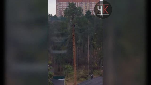 Уничтожение вековых сосен в Юбилейном. Папанинская дача. г.Королёв 21.10.21 смотреть онлайн