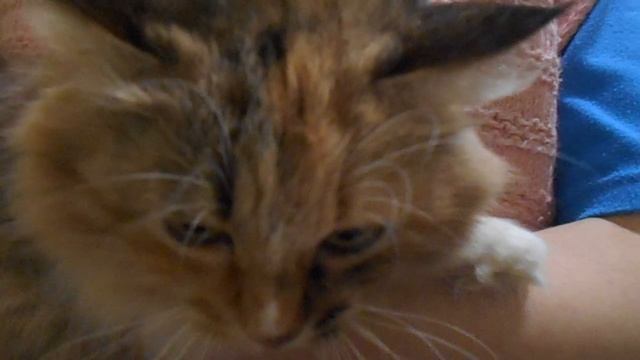 "Слишком добрая ты. Это ни к чему?" Доброта - это богатство! Кошка Подушка урчит:) смотреть онлайн