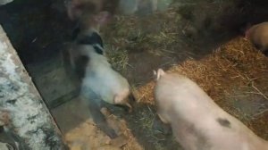 Подкожный клещ. Чесотка у свиней. Чем лечить?