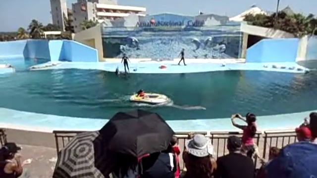 acuario nacional de cuba espectaculo de delfines смотреть онлайн