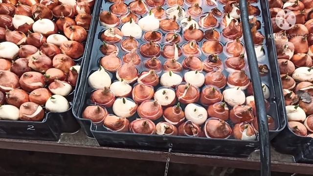 Выгонка тюльпанов на 8 марта. заливает питательный раствор. поднимаем температуру. смотреть онлайн