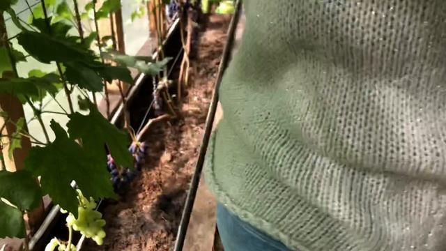 Виноградник Светланы Гуровой. Д. Аленино Киржачского района. смотреть онлайн