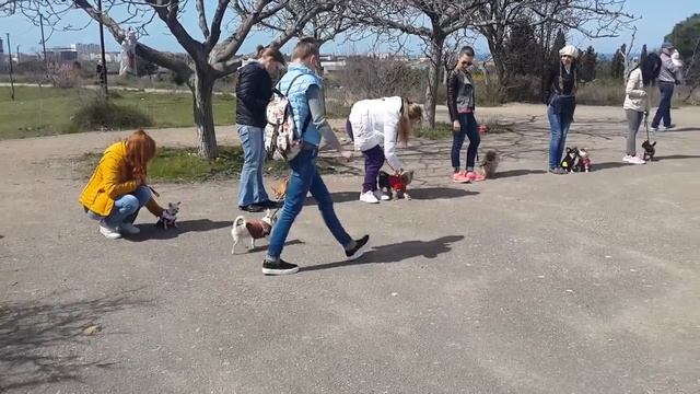 Тренировка выдержки Дрессировка собак Севастополь Симферополь смотреть онлайн