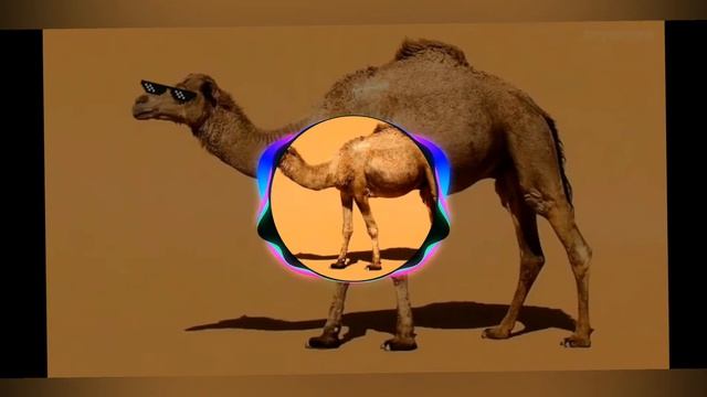 на горе стоит верблюд смотреть онлайн