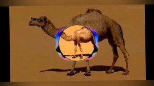 на горе стоит верблюд