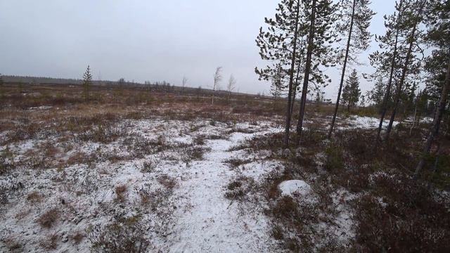 Первая реакция на птицу,задатки есть, будем развивать. смотреть онлайн