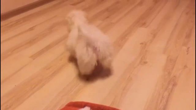 Милый щенок мальтийской болонки лает на свою еду смотреть онлайн
