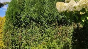 Хвойные растения в дизайне сада?Стрижка ниваки- новый вид привычных растений в саду????