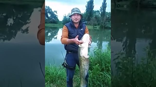 Рыбалка в КБР.поимал сома,хоть и не трофейного но по нашим меркам большого! смотреть онлайн